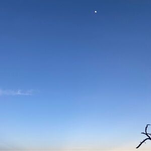 Meet your Posher, Rose